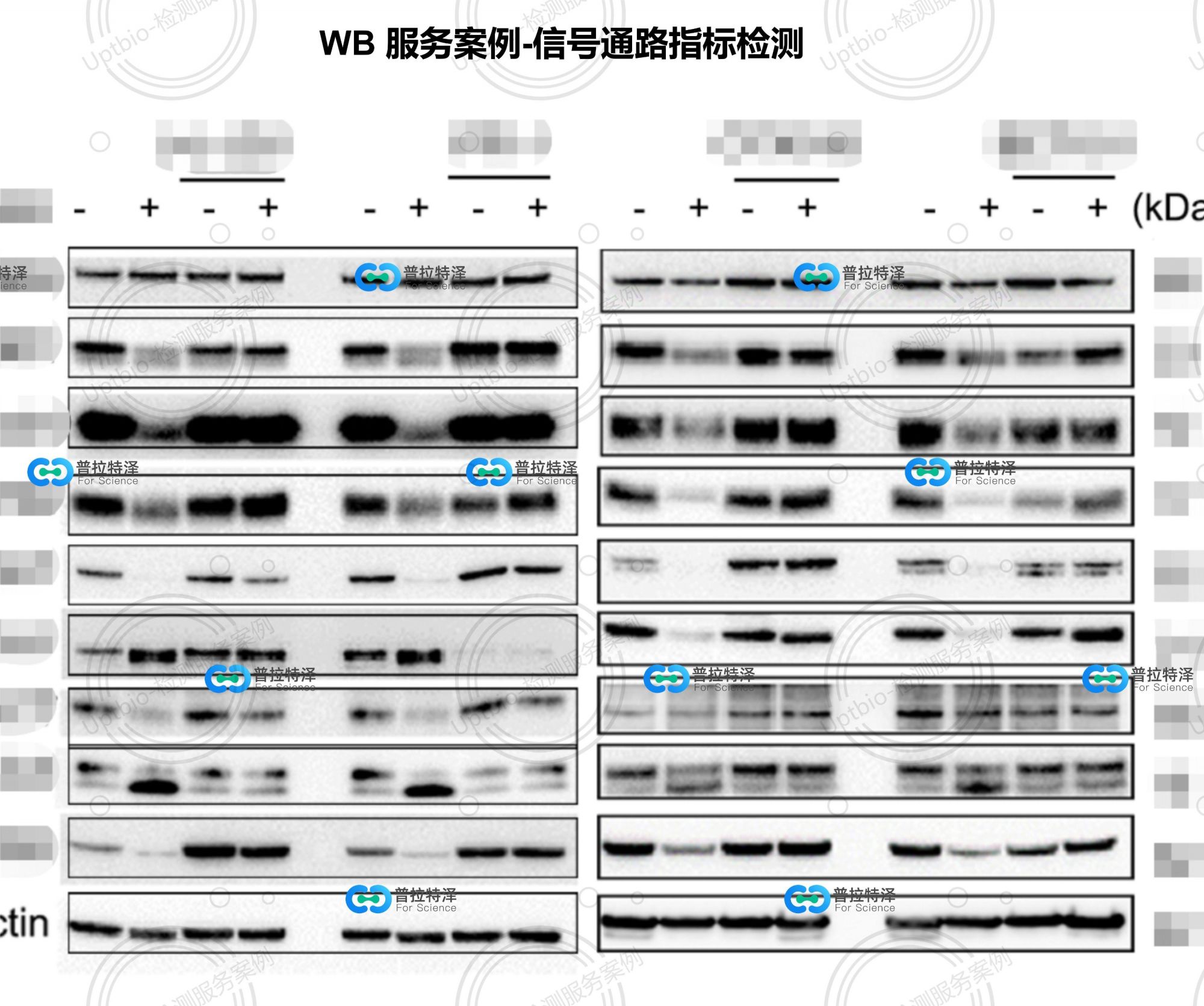 WB實驗